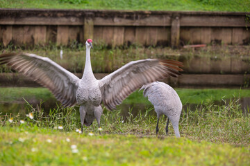 Sandhill cranes forage peacefully along the edge of a beautiful pond in Tampa Bay, Florida, surrounded by calm waters and lush greenery. Their tall silhouettes and graceful movements reflect softly on