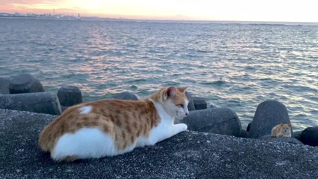 Sea Cat