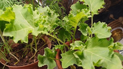 Fototapeta premium lettuce in the garden