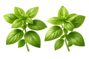 Fresh basil plant sprigs with green leaves, aromatic herb for cooking and food preparation, transparent background