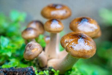 Detail of Armillaria mellea mushrooms decomposing tree trunks near the Lagoa Azul waterfall.