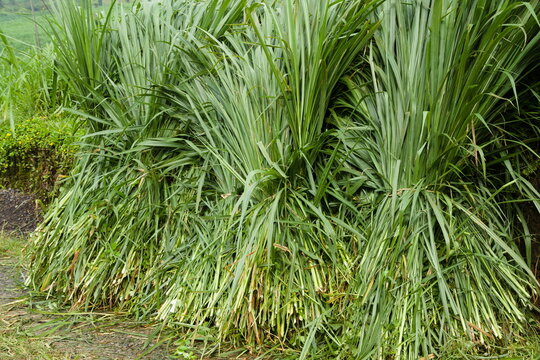 Freshly harvested rumput gajah (Napier grass) bundled and ready for animal fodder in rural Indonesia, highlighting sustainable agriculture.