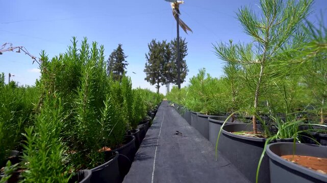 Close up of pine seedlings grown in the garden