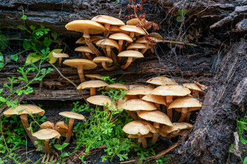 Detail of decomposing mushrooms on tree trunks within the forest of São Miguel Island, Azores...
