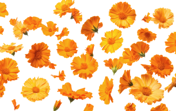 Vibrant orange flowers floating on transparent background for design - Powered by Adobe
