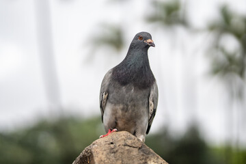 The rock dove (Columba livia), also known as the rock pigeon or common pigeon, is a member of the bird family Columbidae (doves and pigeons). Kapiʻolani Regional Park, Waikiki, Honolulu, Oahu, Hawaii.