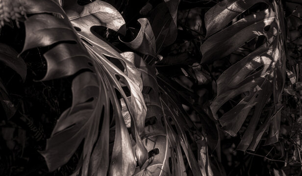 Folha tropical black