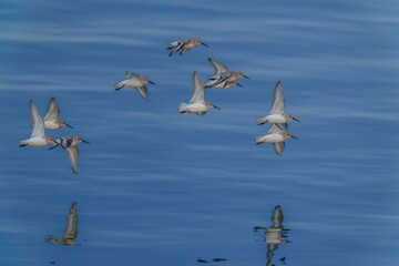 青空映す水面をバックに颯爽と飛ぶハマシギの群れ