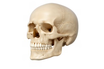Human skull showing anatomical structure, dentistry, medicine, death, and mortality concepts with transparent background