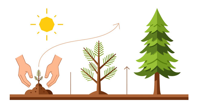 tree growth stages from seedling to mature pine tree with hands planting