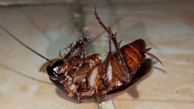 An upside-down cockroach with a detailed side view