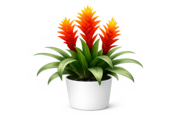 Guzmania tropical houseplant in white pot with vibrant orange and red flowers and green leaves on transparent background