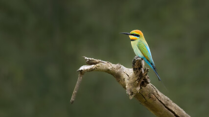 Fototapeta premium Rainbow Bee-eater perched on branch against blurred background