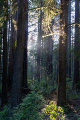 Obraz premium Morning light rays in a redwood forest