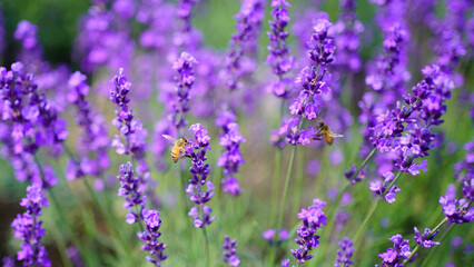 Obraz premium 札幌 幌見峠のラベンダー畑とたわむれるのミツバチ（ハイキー）