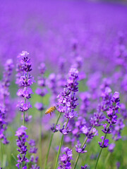 Obraz premium 札幌 幌見峠のラベンダー畑と一匹のミツバチ（ひき）