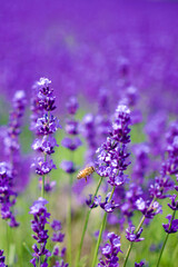 Obraz premium 札幌 幌見峠のラベンダー畑と一匹のミツバチ（より）