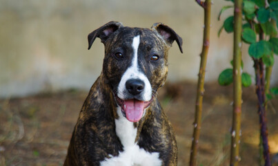Happy Amstaff Dog Portrait Facing Camera - Happy Pet
