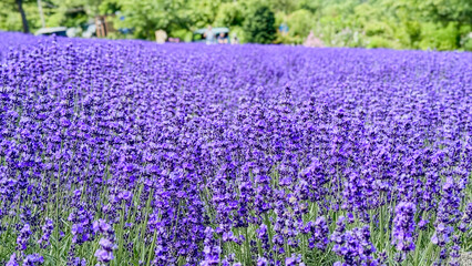 札幌 幌見峠のラベンダー畑（紫のじゅうたん）