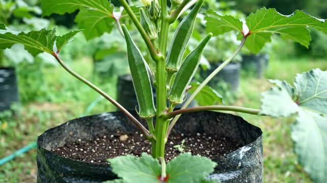 Okra plant in a black pot with green okra pods stems and leaves Soil visible inside the pot Background includes other pots and green grass