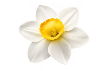 Daffodil flower blooming with white petals and a bright yellow corona, signaling spring and growth, isolated transparent background