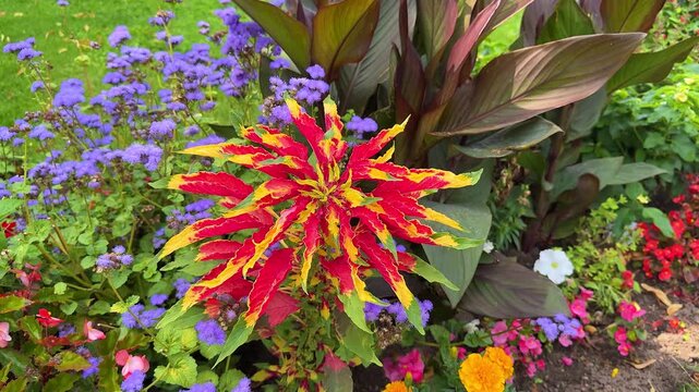 Red, yellow, and green amaranth flower blooming in colorful summer garden.
