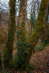 Fototapeta premium Walking in Humford Woods, Autumn Textures and Trees, November 2025.