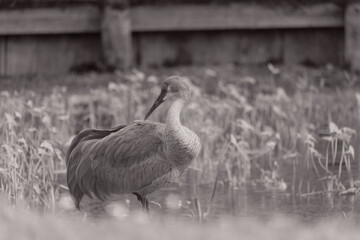 Sandhill cranes forage peacefully along the edge of a beautiful pond in Tampa Bay, Florida, surrounded by calm waters and lush greenery. Their tall silhouettes and graceful movements reflect softly on