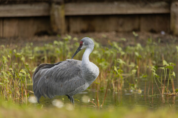 Sandhill cranes forage peacefully along the edge of a beautiful pond in Tampa Bay, Florida, surrounded by calm waters and lush greenery. Their tall silhouettes and graceful movements reflect softly on