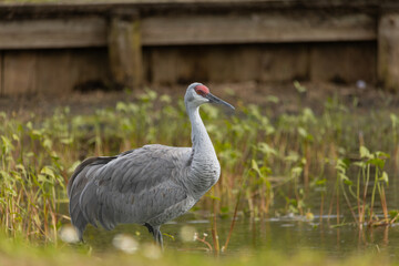 Sandhill cranes forage peacefully along the edge of a beautiful pond in Tampa Bay, Florida, surrounded by calm waters and lush greenery. Their tall silhouettes and graceful movements reflect softly on