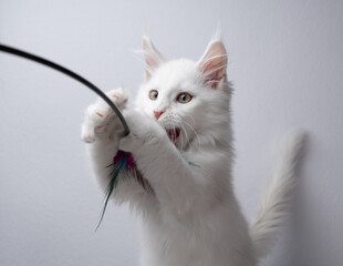 white maine coon kitten playing with feather toy © FurryFritz
