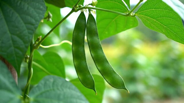 Two green bean pods hang suspended from stems amongst lush green foliage in a garden setting