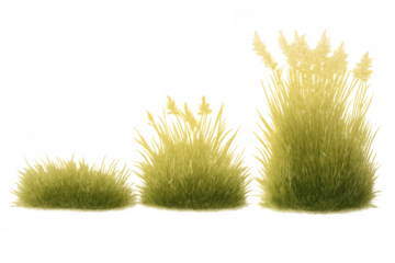 Dry grass tufts and wild field bushes collection with tall feathery seed heads, transparent background