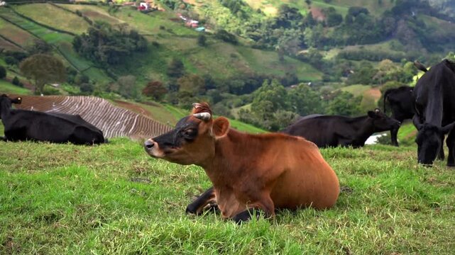 Jersey cow resting and chewing cud in a lush green mountain pasture with herd