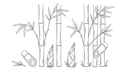 Fototapeta premium Bamboo plants stem with leaf in outline sketch drawing style for decoration vector