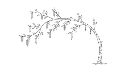 Fototapeta premium Beautiful birch tree illustration on transparent background isolated vector design