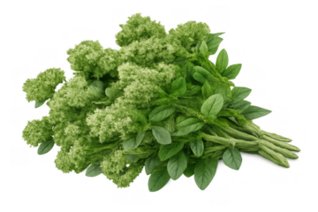 Fresh green leafy vegetables tied in a bunch, clean healthy nutrition food ingredient with transparent background