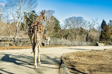 道路を歩くキリン