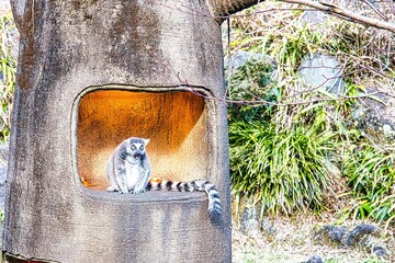 ワオキツネザル