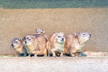 ケープハイラックス