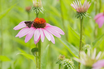 Dun Skipper, Euphyes vestris,  nectaring on Purple Coneflower