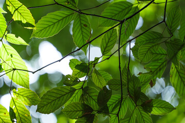 Sun light Between Green Leaves