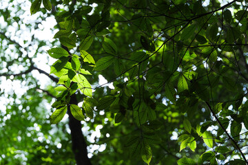 Sun light Between Green Leaves