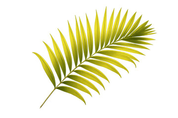 Fototapeta premium Palm leaf vector illustration, a vibrant green exotic branch for tropical summer designs, foliage on transparent background