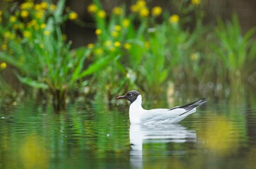 Fototapeta premium A calm bird glides through the tranquil waters of Delta Vacaresti, surrounded by vibrant greenery and blooming wildflowers, showcasing the beauty of urban ecology