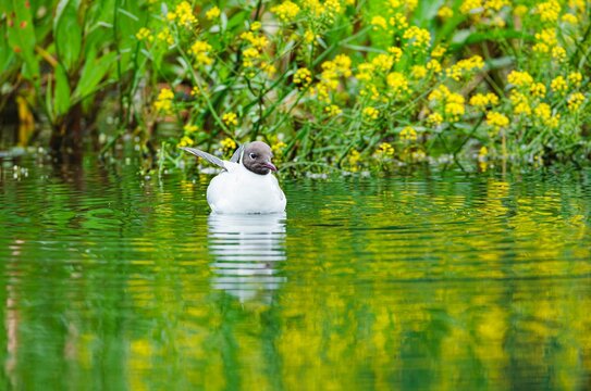 A charming duck glides across the clear waters of Delta Vacaresti, surrounded by lush greenery and bright yellow flowers. The scene captures the beauty of urban nature in Bucharest, Romania