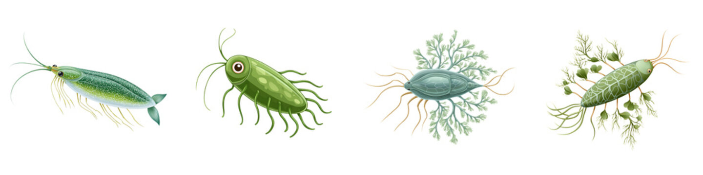 Collection of illustrated microscopic aquatic organisms on a white background, depicting science, education, and the natural world with detailed