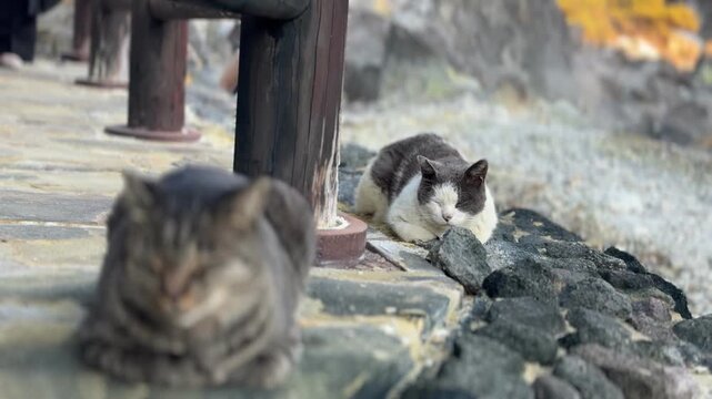 Stray cats relaxing in a traditional Japanese hot spring town (Onsen)