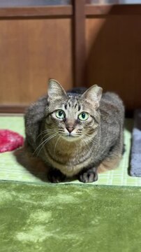 Close-up of a cute domestic cat with beautiful eyes looking up with curiosity