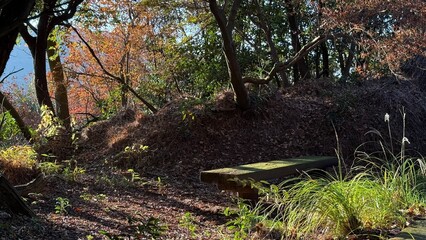 Sunlight filtering through trees in a lush forest path © Masato